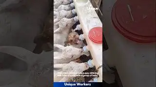 Adorable puppy joins baby goats for milk- The workers do their job perfectly || 