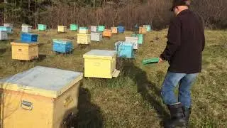 О прилетной дощечке для пчёл