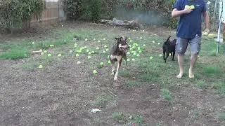 More dogs and balls
