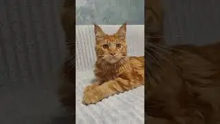 Шикарный котик 5 мес