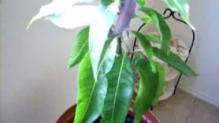How to Grow Mango Fruit Tree From Seed