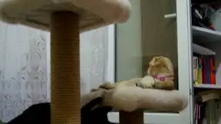efuli ile attün - #shorts #kısavideolar #kedi #eğlence #scottishfold #tekirkedi