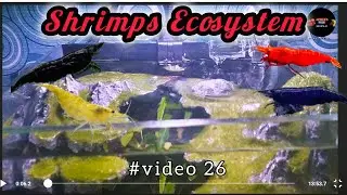 Nano Ecosystem shrimp Tank You Can Put Anywhere||Aquarium setup||Afsha's fish world kolkata #video26