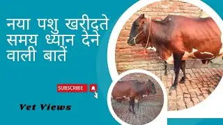 नया पशु खरीदते समय ध्यान देने वाली बातें #cow #farm