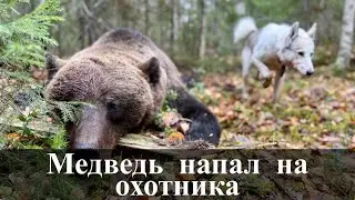The bear attacked the hunter from behind.
