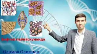 Бофтаи пайвасткунанда| ММТ Биология| Олимов Олимҷон.