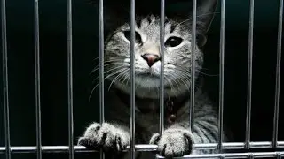 Котастрофа, кот хочет кушать!!!