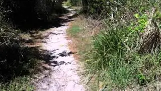 Heading down to Tallow Beach (Dolphins as local surfers know it) in Byron Bay, Australia