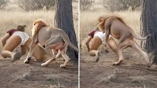 No One Expected This! Animal Incidents Caught on Camera
