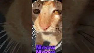 Meow dance 