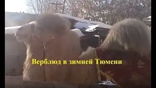 Несовместимые понятия. Верблюд в зимней Тюмени.