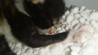 Adorabilidad felina