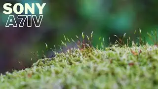 Sony A7IV test | Forest B roll