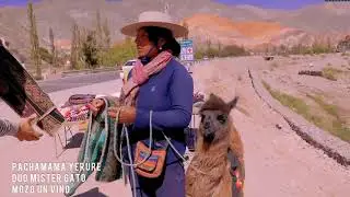 Pachamama Yerure & Mister Gato Mozo un Vino RADIO ARIAS 2020