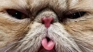 Кошка монстр! cat monster