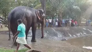 Colombo Nawam Perahara 2022 elephants getting quick bath before dressing - Part 5