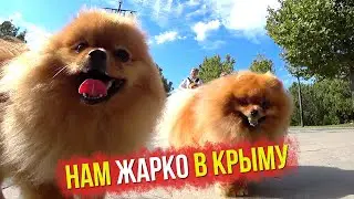 Sevastopol 2022. In a cafe with a dog stroller. Omega Beach. Victory Park