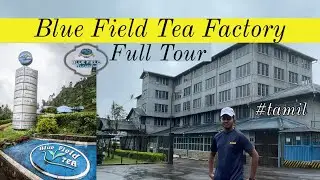 Blue Field Tea ☕️ Factory 🏭 | Full Tour With Explanation 🍃 | #tamil #hamedsview