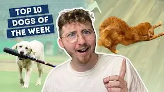 The Biggest Stretch We've Ever Seen | Top 10 Dogs of the Week!