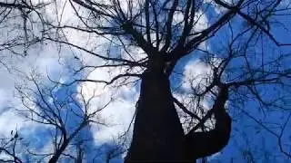 Why ants climbing to trees?
