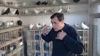 Совет от Гагика 35. Про селекции голубей!