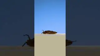 How does a beetle turn over?