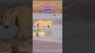 Lion Versus Crocodile Part 2 #animals #shorts
