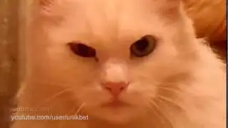 Самое прикольное видео Кот мафий- Côte mafias