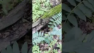 #Папоротник 🌿 или папоротниковидные #растения - листовидные органы #вайя: флора и ботаника