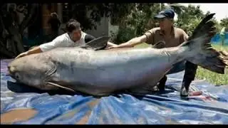 TOP 11 Criaturas Más Extrañas del mundo - Animales raros - Monstruos  - Bonus track TJ JAVO