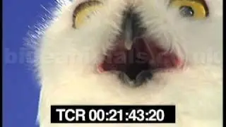 Hedwig the snowy owl laughing