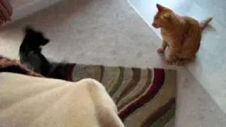 Cat and dog fight Chihuahua UFC round 1 lightweight