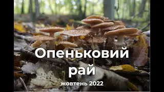 ОПЕНЬКИ! Осінні гриби: опеньки, польські.