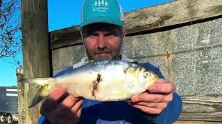 Florida State Record Atlantic Menhaden Bowfishing BAA Submission
