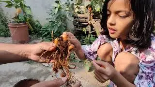 Anu's organic farming