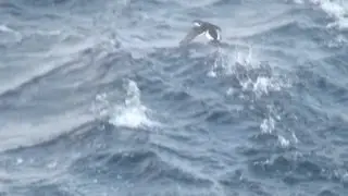 Norway Sea Trip - Part 2: Razorbills Up Close
