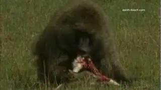 Graphic content warning: Baboon eats gazelle alive