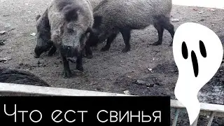 Интересно что есть свинья ? What the pig eats ?