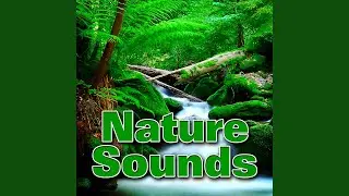 The Swamp Comes Alive at Night Sound FX