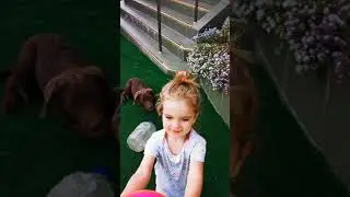 Chocolate Labrador - puppy ODIN is playing football 🤣🐶☺️