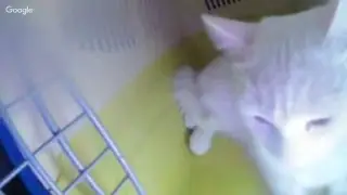 КОШКА ЮКИ СПИТ