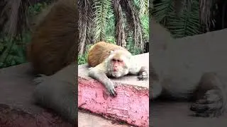 Don't Be Suspicious Like This Monkey #monkey #monkeyshorts #youtubeshorts