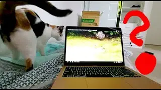 Cat looks for the birds from the Paul Dinning video