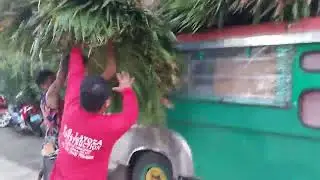 Nagkarga kami dahon ng anahaw!