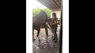 Horse Breeding Season 