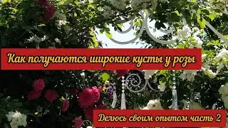 Как получаются широкие кусты у розы? Делюсь своим опытом. Часть вторая.