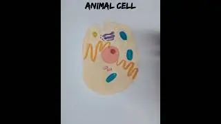 How to draw animal cell  easily/ animal cell easy drawing