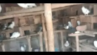 ছাদে হাঁস, মুরগি , পাখি পালন