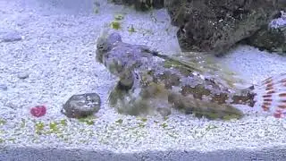 Releasing a Starfish in my saltwater aquarium