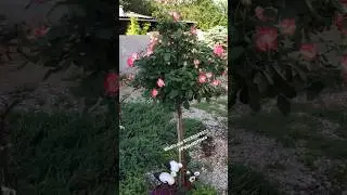 Штамбовая Роза Юбилей Принца Монако 